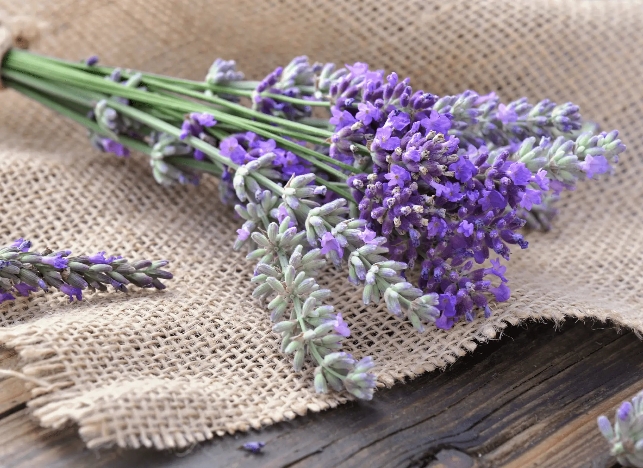 Lavender Oil