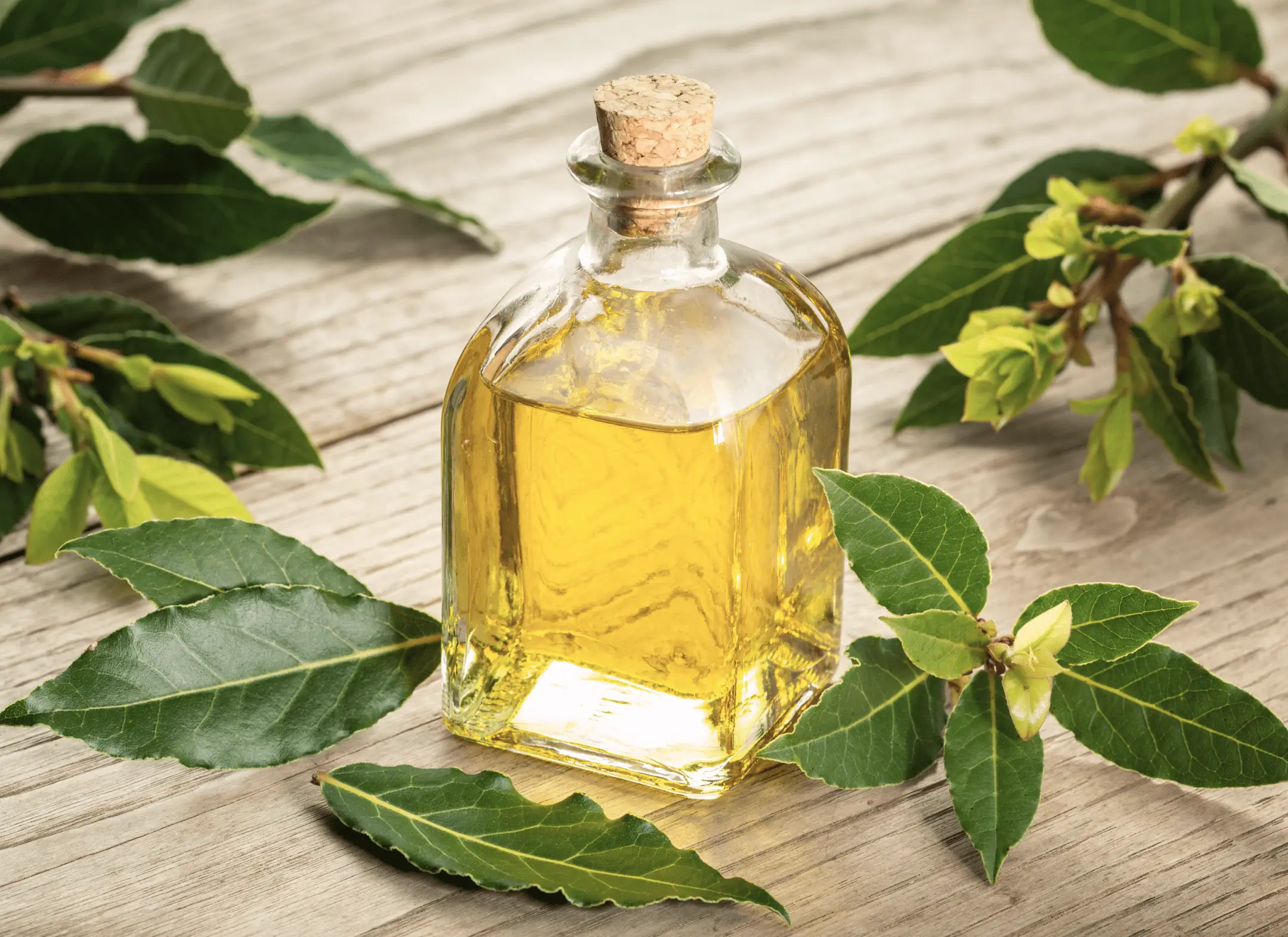 Tea Tree Oil